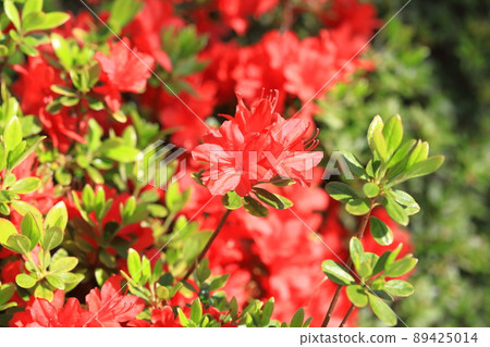 明亮的紅色杜鵑花 89425014