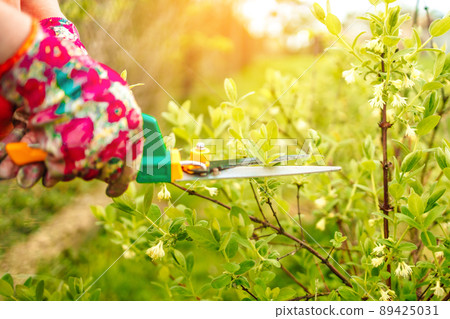 Woman with gardening scissors and mowing grass on the green grass of the house Woman with gardening scissors and mowing grass on the green grass of the house 89425031
