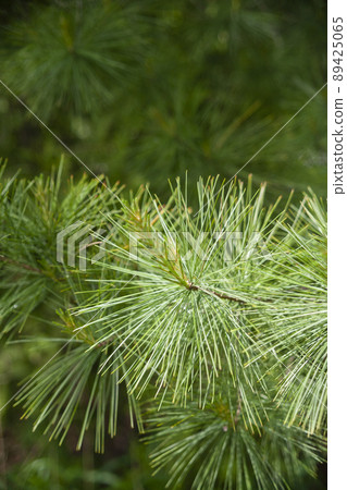 Young pine close-up 89425065