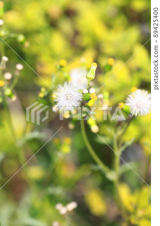 Groundsel often seen on the roadside Groundsel often seen on the roadside 89425400