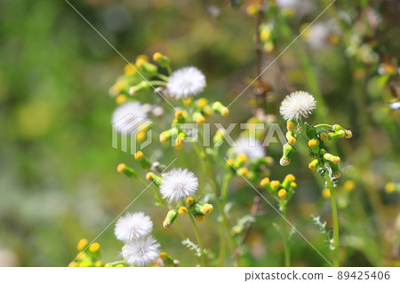 Groundsel often seen on the roadside 89425406