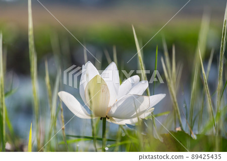 Lotus 89425435