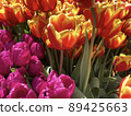  多彩鬱金香 89425663