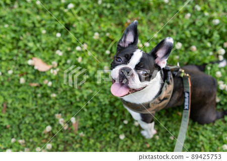 Boston Terrier 89425753