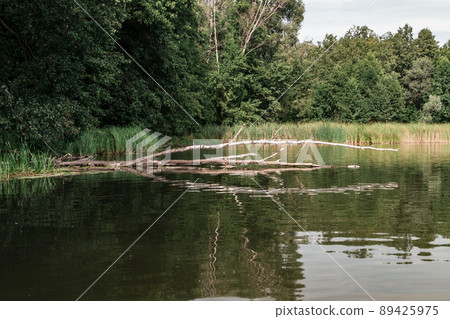 Water Lilly pond, summer country side landscape 89425975