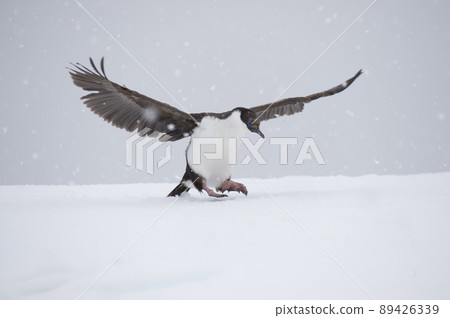 Antarctic Shag on the snow in Antarctica Antarctic Shag on the snow in Antarctica 89426339