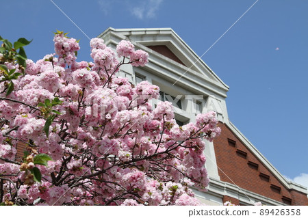 Sakura Kaoru 大阪薄荷泉 89426358