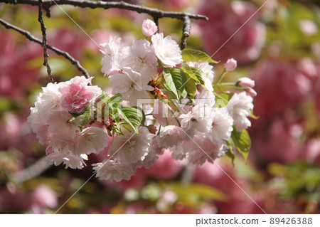 Sakura Kaoru 大阪薄荷泉 Sakura Kaoru 大阪薄荷泉 89426388