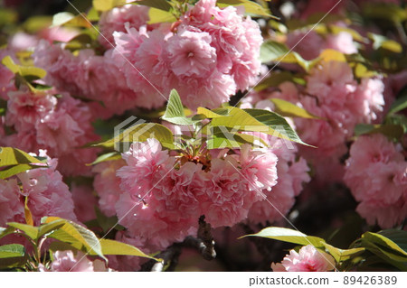 Sakura Kaoru 大阪薄荷泉 Sakura Kaoru 大阪薄荷泉 89426389