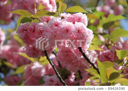 Sakura Kaoru 大阪薄荷泉 Sakura Kaoru 大阪薄荷泉 89426390