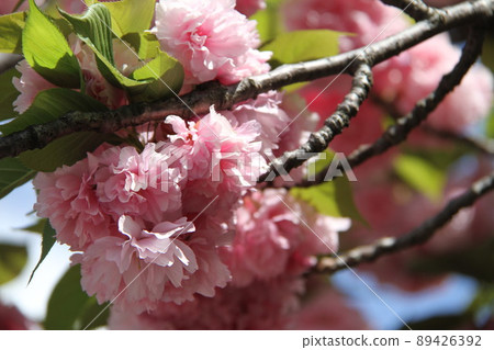 Sakura Kaoru 大阪薄荷泉 Sakura Kaoru 大阪薄荷泉 89426392