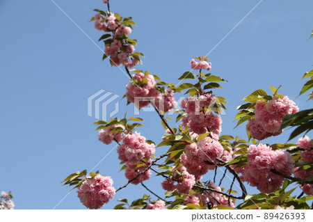 Sakura Kaoru 大阪薄荷泉 Sakura Kaoru 大阪薄荷泉 89426393