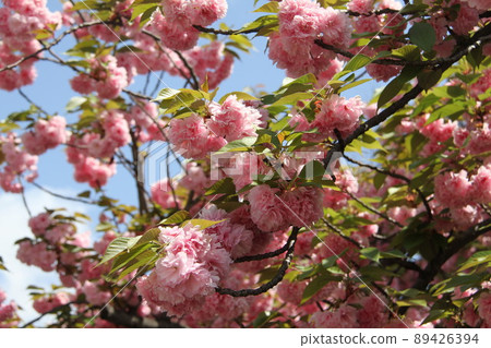 Sakura Kaoru 大阪薄荷泉 Sakura Kaoru 大阪薄荷泉 89426394