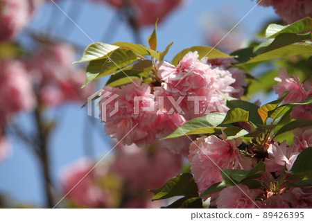 Sakura Kaoru 大阪薄荷泉 Sakura Kaoru 大阪薄荷泉 89426395