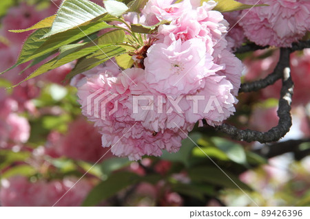 Sakura Kaoru 大阪薄荷泉 Sakura Kaoru 大阪薄荷泉 89426396