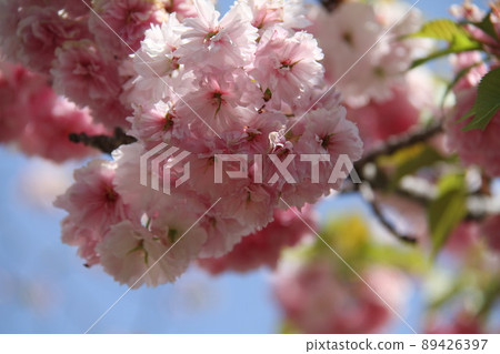 Sakura Kaoru Osaka Mint Spring 89426397