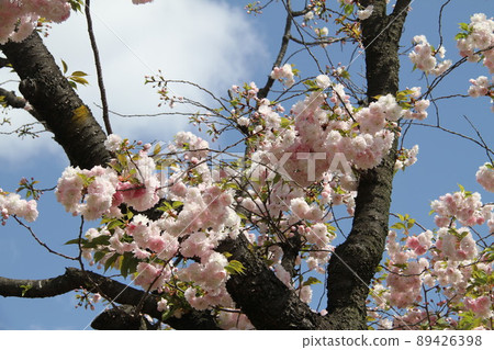 Sakura Kaoru 大阪薄荷泉 Sakura Kaoru 大阪薄荷泉 89426398