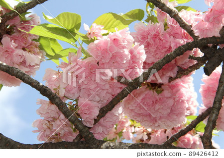 Sakura Kaoru 大阪薄荷泉 89426412