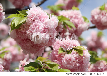 Sakura Kaoru 大阪薄荷泉 Sakura Kaoru 大阪薄荷泉 89426414