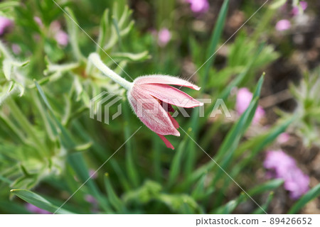 核桃花, 花 核桃花, 花 89426652