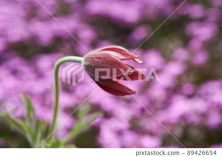 walnut flower, flower 89426654