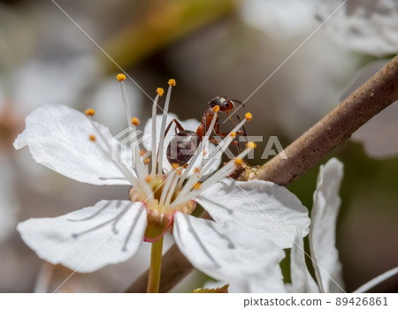 Ant insect in the flowers. A white flower in close-up. Spring and blooming flowers. Ant insect in the flowers. A white flower in close-up. Spring and blooming flowers. 89426861