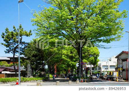 The approach to Hikawa Shrine and the torii gate, fresh green on the young leaves 89426953
