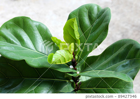 Green leaves of  ficus lyrate tree in pot. 89427346
