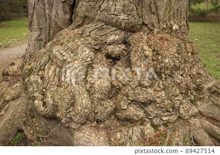 A giant tree burl caused by a parasitoid bacteria. A cancer looking outgrowth 89427514