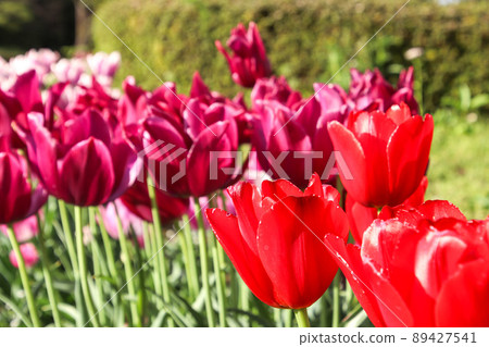 Colorful tulip flowers Colorful tulip flowers 89427541