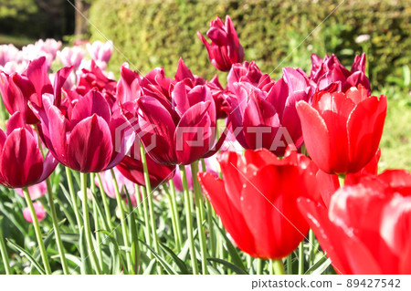 Colorful tulip flowers Colorful tulip flowers 89427542