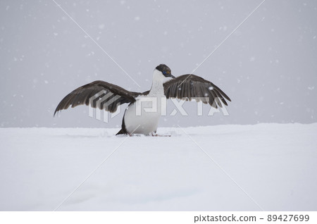 Antarctic Shag on the snow in Antarctica Antarctic Shag on the snow in Antarctica 89427699