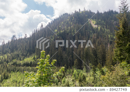 Hill with trees in Tatra National Park in Poland. 89427749