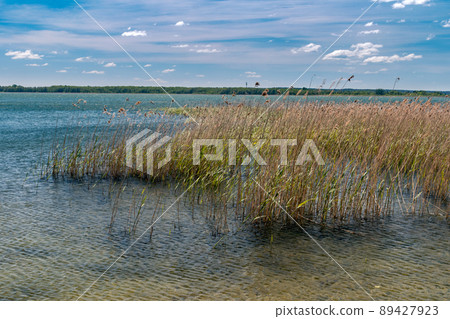Grass in the Sniardwy lake, Poland. Grass in the Sniardwy lake, Poland. 89427923