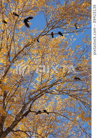 Many black birds sits on the branches of tall autumn tree with yellow leaves against sky background Many black birds sits on the branches of tall autumn tree with yellow leaves against sky background 89428136