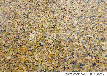 Bright autumn maple leaves in water, natural background. autumn atmosphere image. Fall season Bright autumn maple leaves in water, natural background. autumn atmosphere image. Fall season 89428257