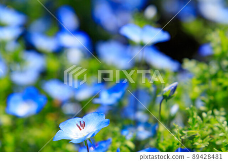 Buds and lots of nemophila Buds and lots of nemophila 89428481