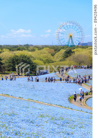 Miharashi no Oka in Hitachi Seaside Park, which is crowded with tourists Miharashi no Oka in Hitachi Seaside Park, which is crowded with tourists 89428496
