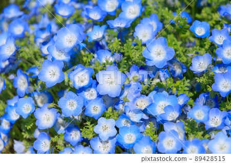 Miharashi no Oka的Nemophila,日立海濱公園盛開 Miharashi no Oka的Nemophila,日立海濱公園盛開 89428515