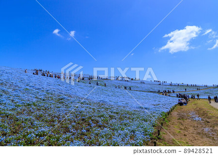 Miharashi no Oka in Hitachi Seaside Park, which is crowded with tourists Miharashi no Oka in Hitachi Seaside Park, which is crowded with tourists 89428521