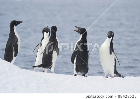 Adelie Penguins fight on ice in Antarctica Adelie Penguins fight on ice in Antarctica 89428525
