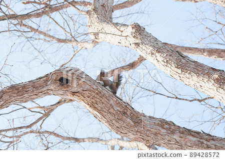 樹冬季松鼠 89428572