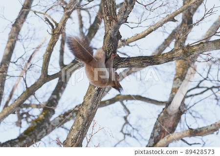 Winter Ezoris licking sap on the tree 89428573