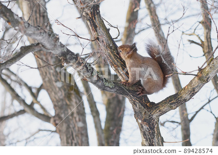 冬季埃佐里斯舔樹上的樹汁 冬季埃佐里斯舔樹上的樹汁 89428574