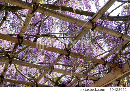 竹組紫藤架 89428651