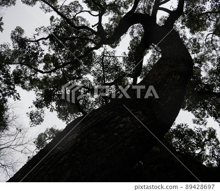 A towering tree, a sacred tree 89428697