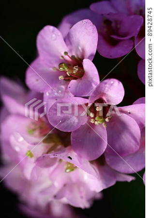 Flowers of Himalayan Yukinoshita 89428745