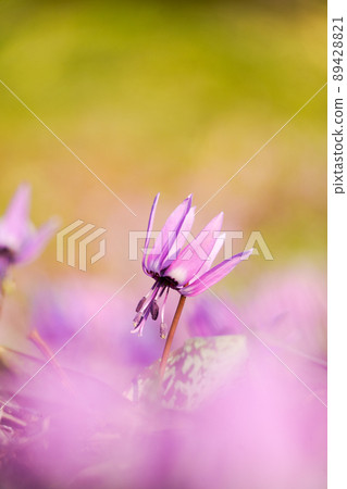 The flower language is the adorable spring fairy katakuri called first love The flower language is the adorable spring fairy katakuri called first love 89428821