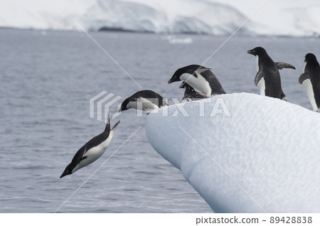 Adelie Penguins jump from iceberg in Antarcdtica Adelie Penguins jump from iceberg in Antarcdtica 89428838