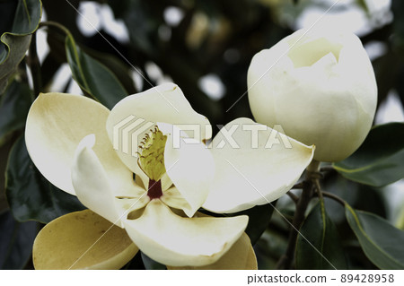 Closeup to Fallen of pollination stamens. 89428958